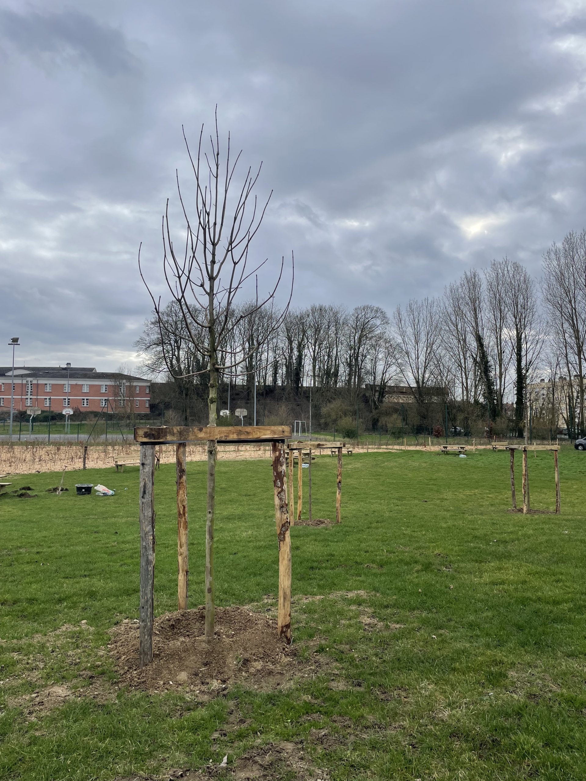 Plantation arbre cours école