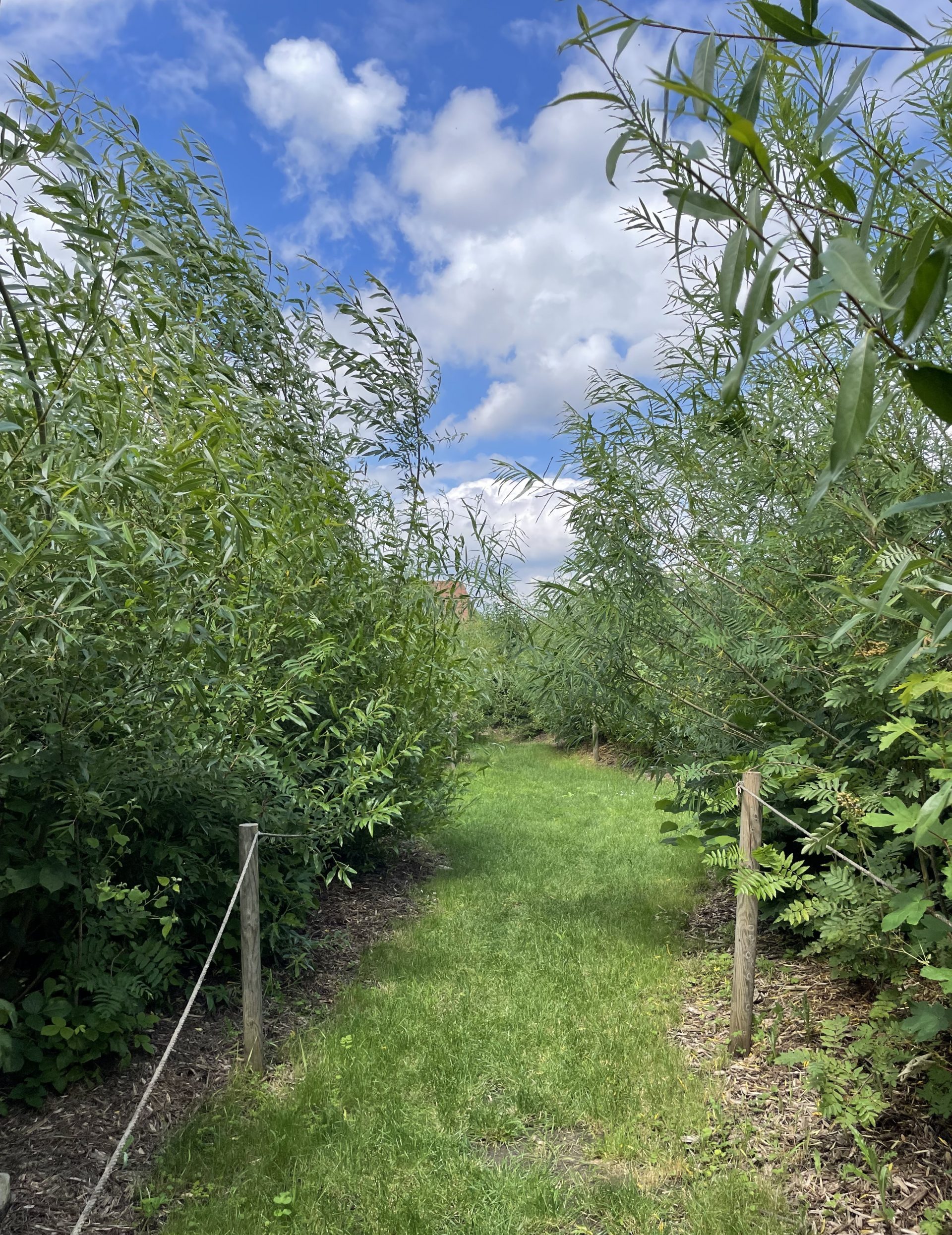 Végétalisation Cours oasis